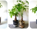 Những cây phong thủy mang vận may đến cho gia chủ